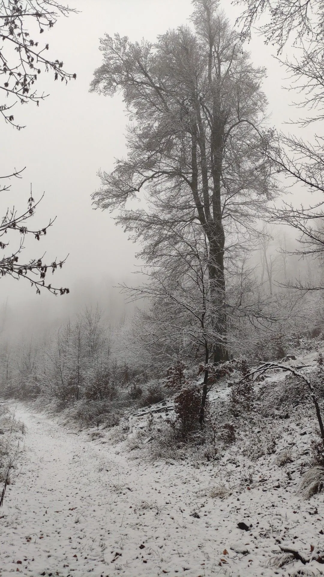 A Börzsönyben csütörtök délután nagy pelyhekben hullott a hó.