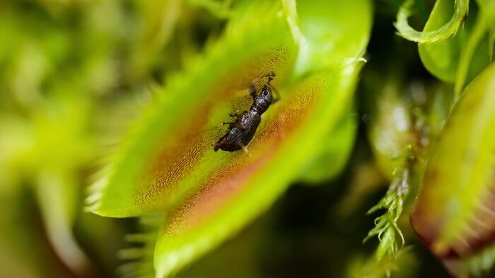 Itt megnézheted van-e otthon mérgező növényed!