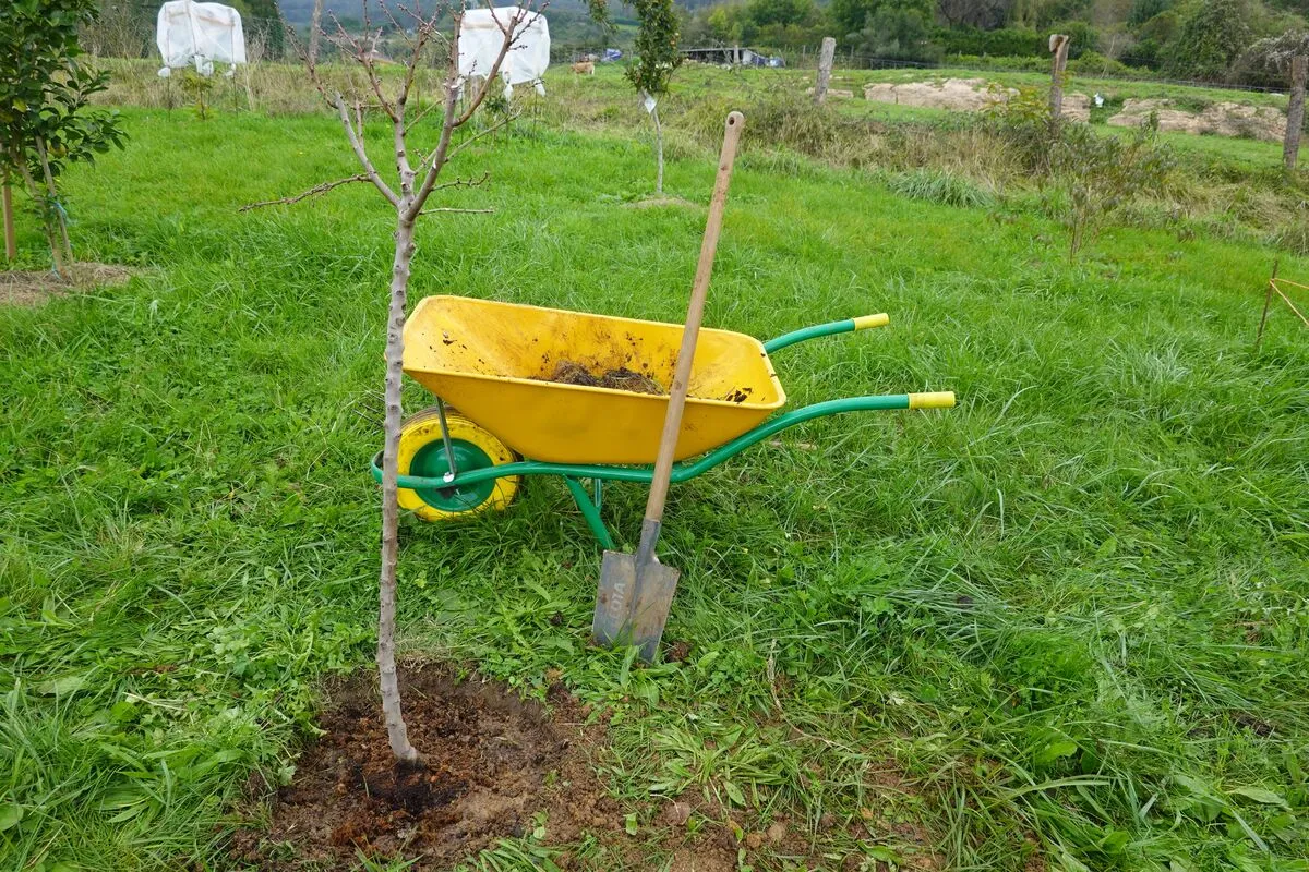 A gyümölcsfák őszi ápolása a során a legfontosabbak a törzsmeszelés, az őszi lemosó permetezés és a gyümölcsfák őszi trágyázása.