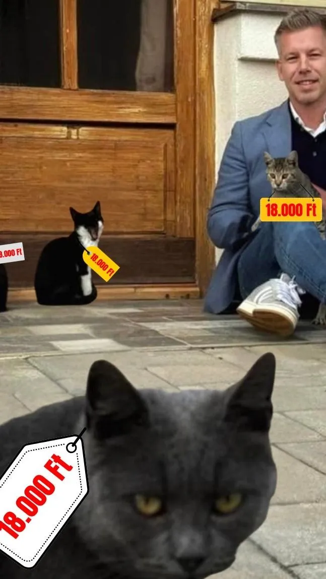 A magyarokat felháborítja a Tisza megszorítás csomagja!