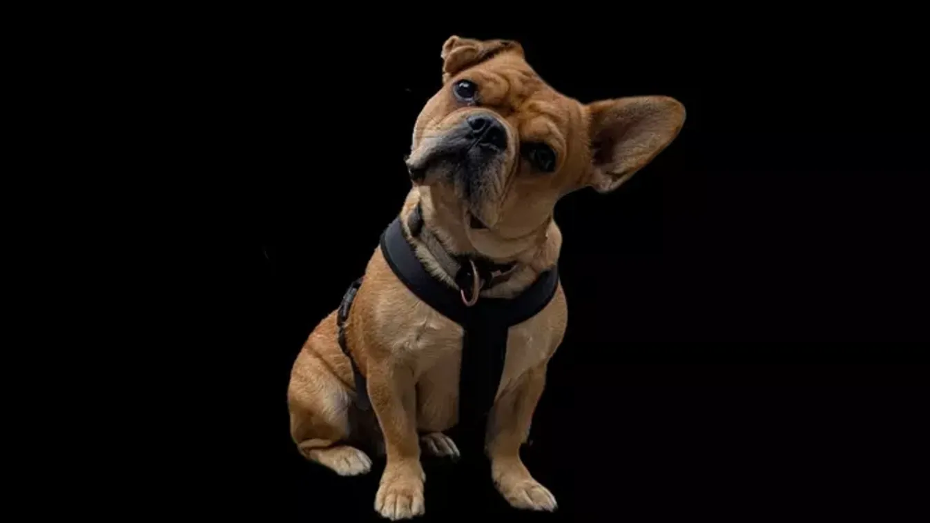 A Tisza megadóztat, ha kutyád vagy más háziállatod van