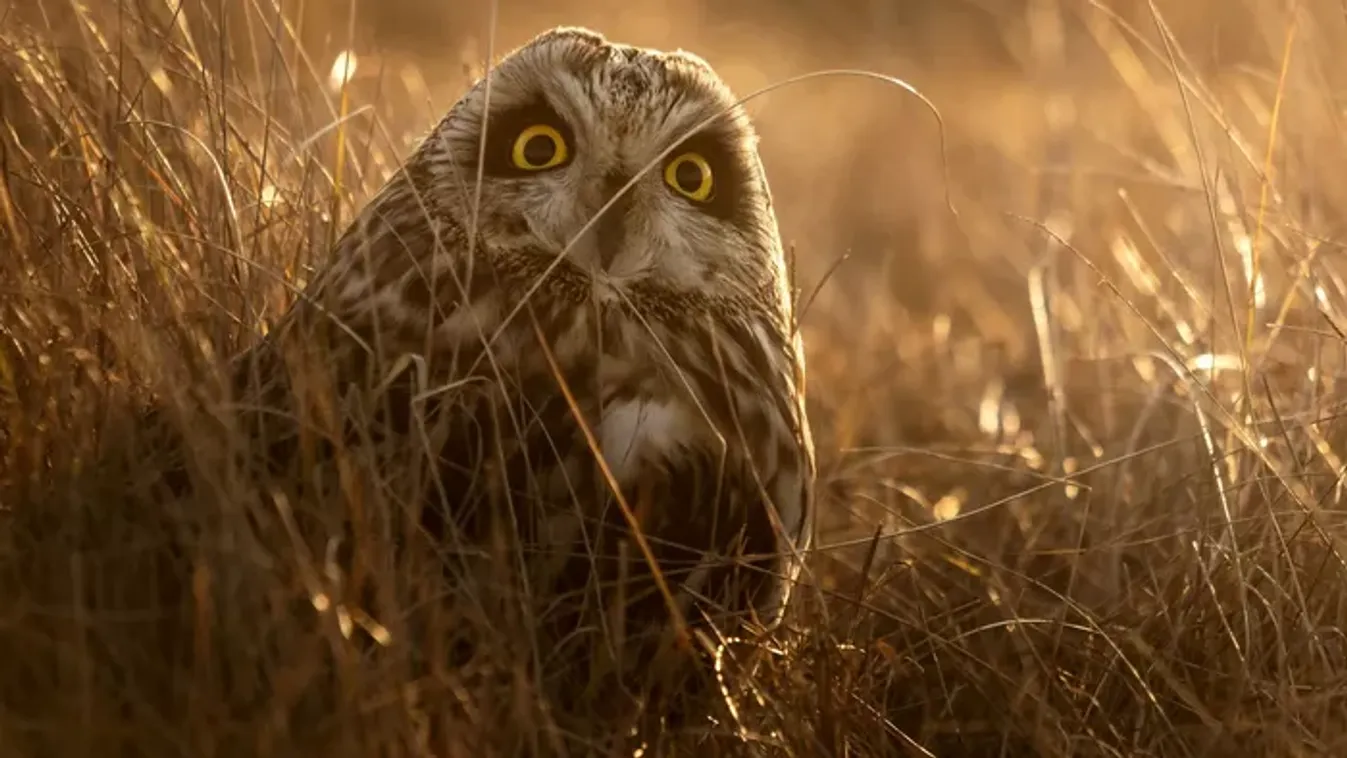 Ilyen a természet a díjnyertes fotósok szemével - képgaléria