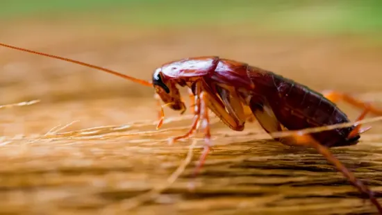 „Egy csótány mondta, hogy tegyem meg” - állítja a férfi, akit két ember megölésével vádolnak