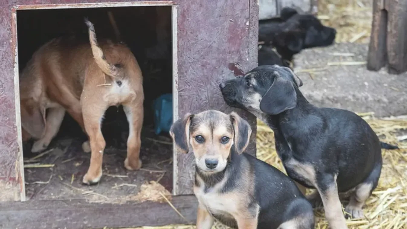 Sör, bor és kutya- macskaadó