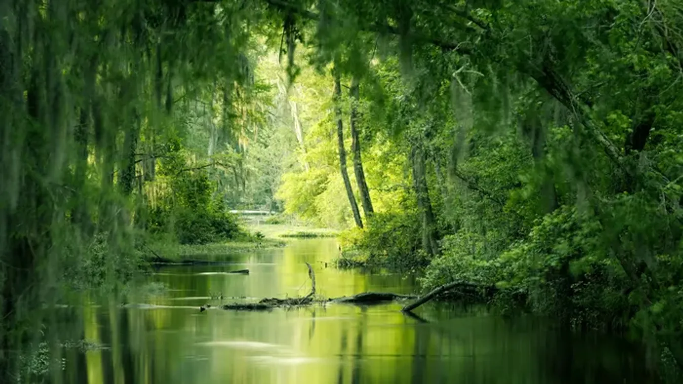 Eltévedt a sötétben, elnyelte a mocsár a nőt