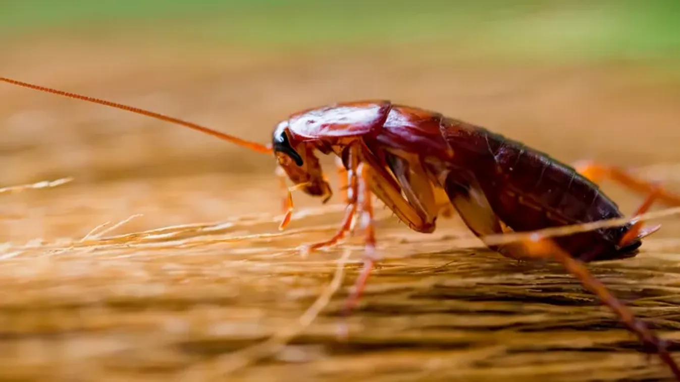 Egy férfi azt állítja, egy csótány utasította emberölésre