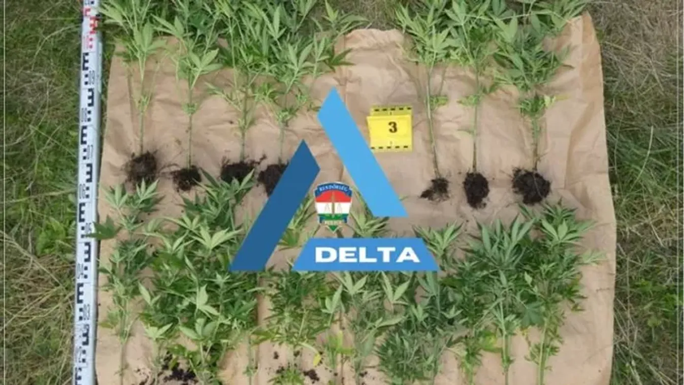 Cannabis a kertben: hobbikertészekre csapott le a rendőrség