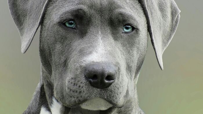 „Úristen, meg fog halni!” – kutyatámadás érte a kisfiút