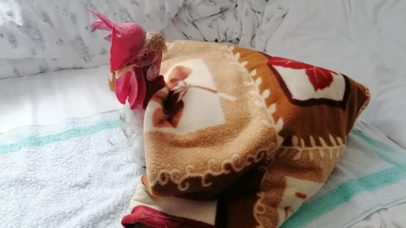 Panelkakas Szegeden: Gáspár nem bírja a téli időszámítást