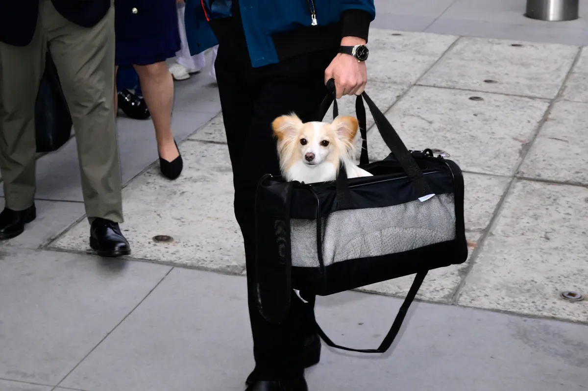 Kedvencek: GLEN POWELL és Brisket: „MÁR HÍRESEBB, MINT ÉN!” - Ripost
