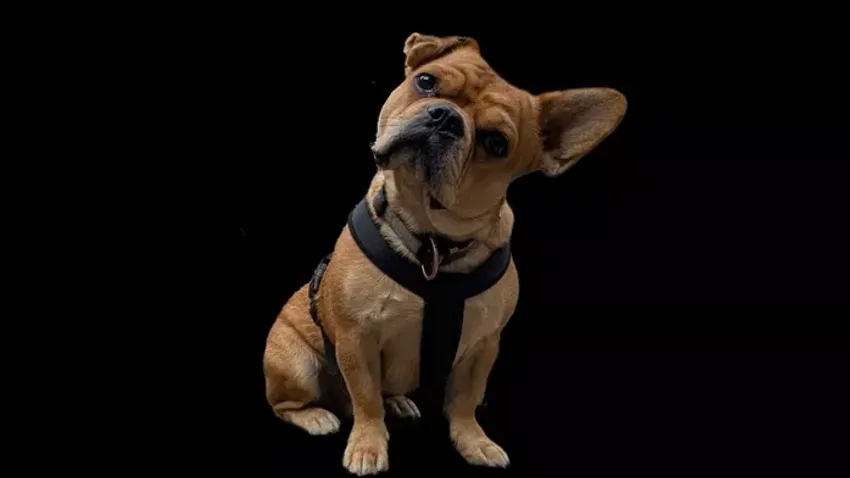 A Tisza megadóztat, ha kutyád vagy más háziállatod van