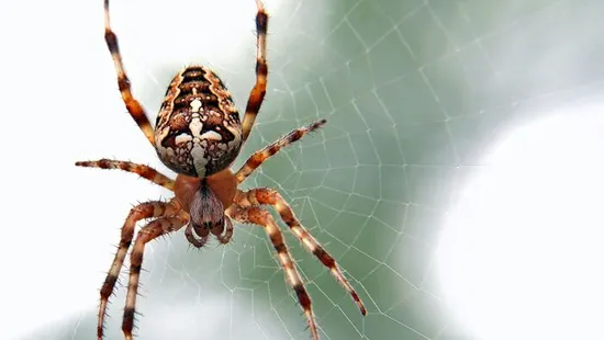 Döbbenet: Egy család öt évig élt együtt 2000 pókkal - nem hiszed el, ezután mi történt!