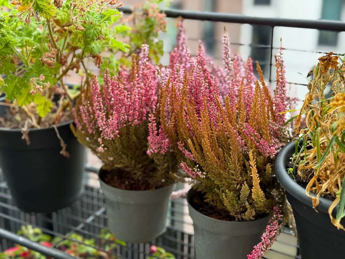 Télálló növények teraszra: ezeket érdemes most beszerezni.