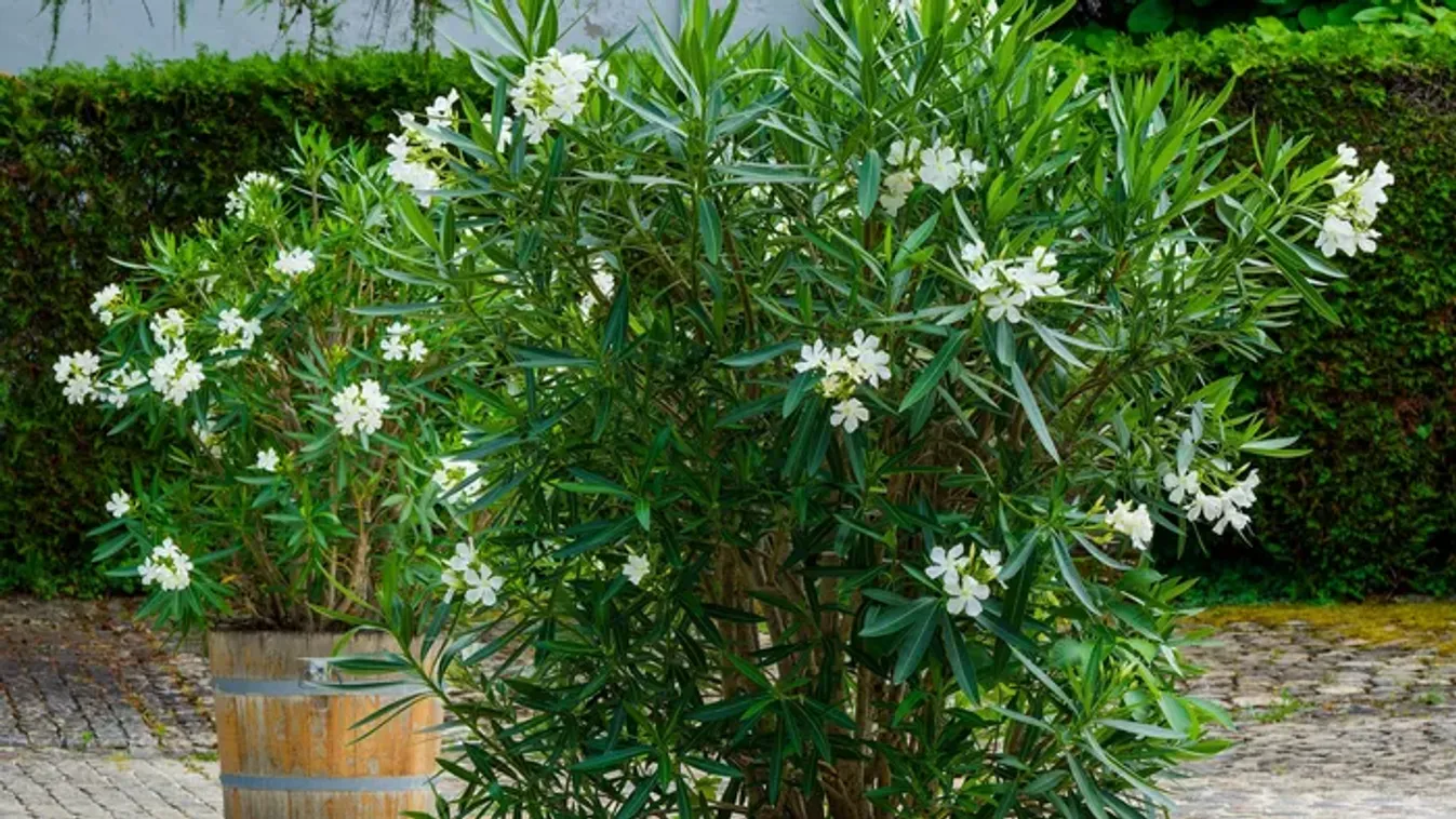 Elérkezett az utolsó pillanat a leanderhez, azonnal cselekedj