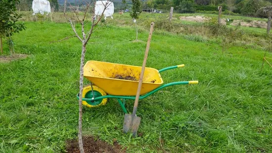 Ezt kell most tenned a gyümölcsfáiddal, hogy jövőre szép termés legyen