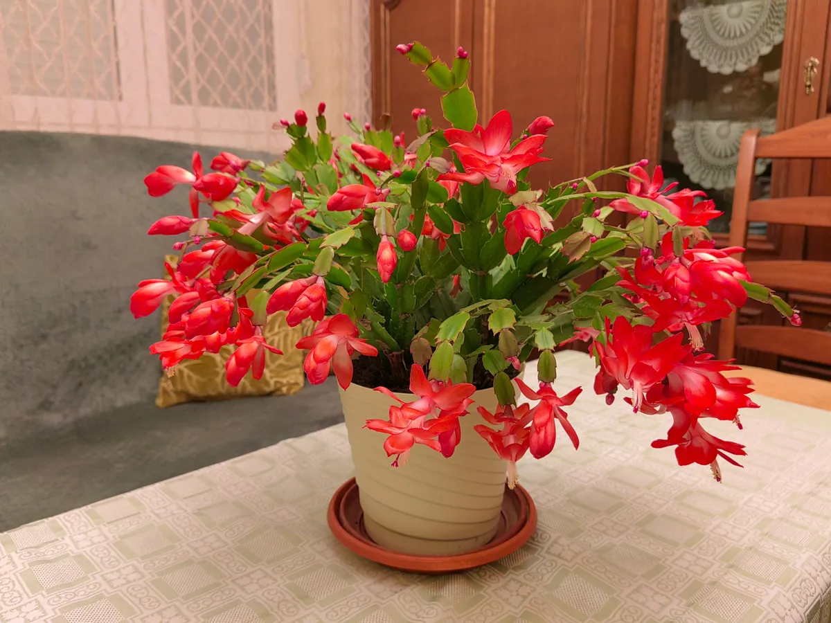 Karácsonyi kaktusz bimbóhullás: ezt tedd most.