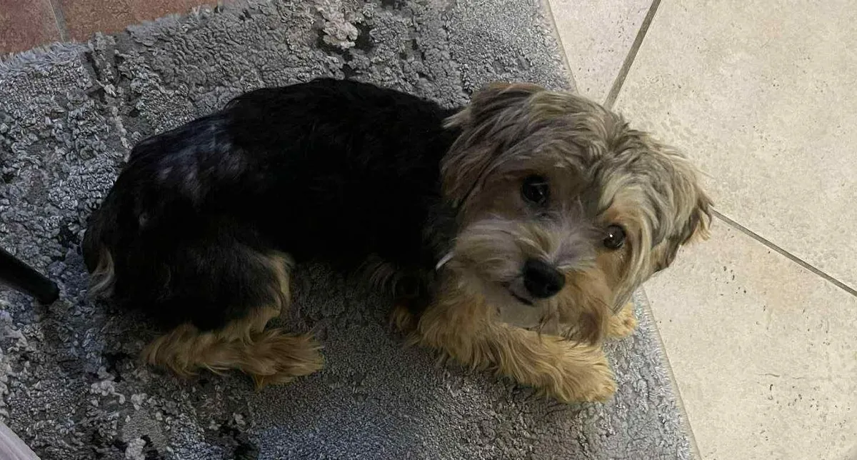 A 15 éves Ilka egyik mentett kutyusa, Spike