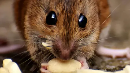 Tolvajpatkányok költöztek az abdai házba: a tányérról csentek, az ágyban aludtak – Fotók!