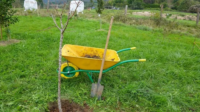 Ezt kell most tenned a gyümölcsfáiddal