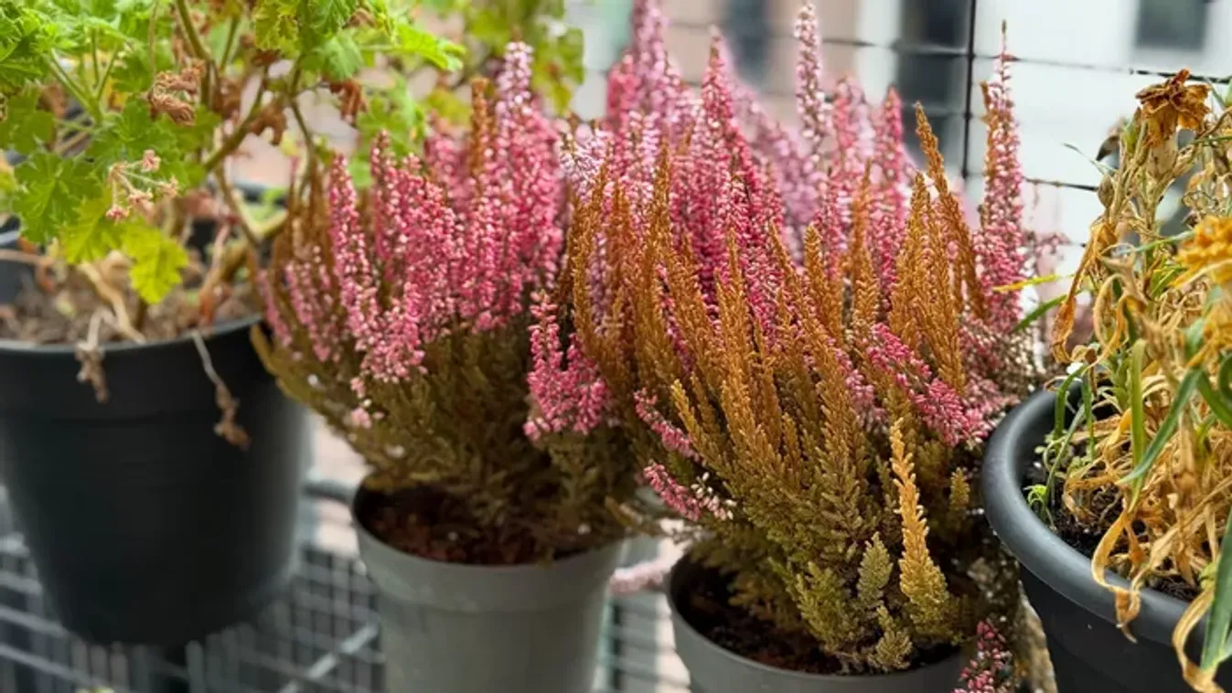 Ezeket a virágokat szerezd be most a teraszra