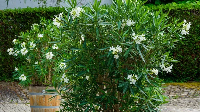 Elérkezett az utolsó pillanat a leanderhez