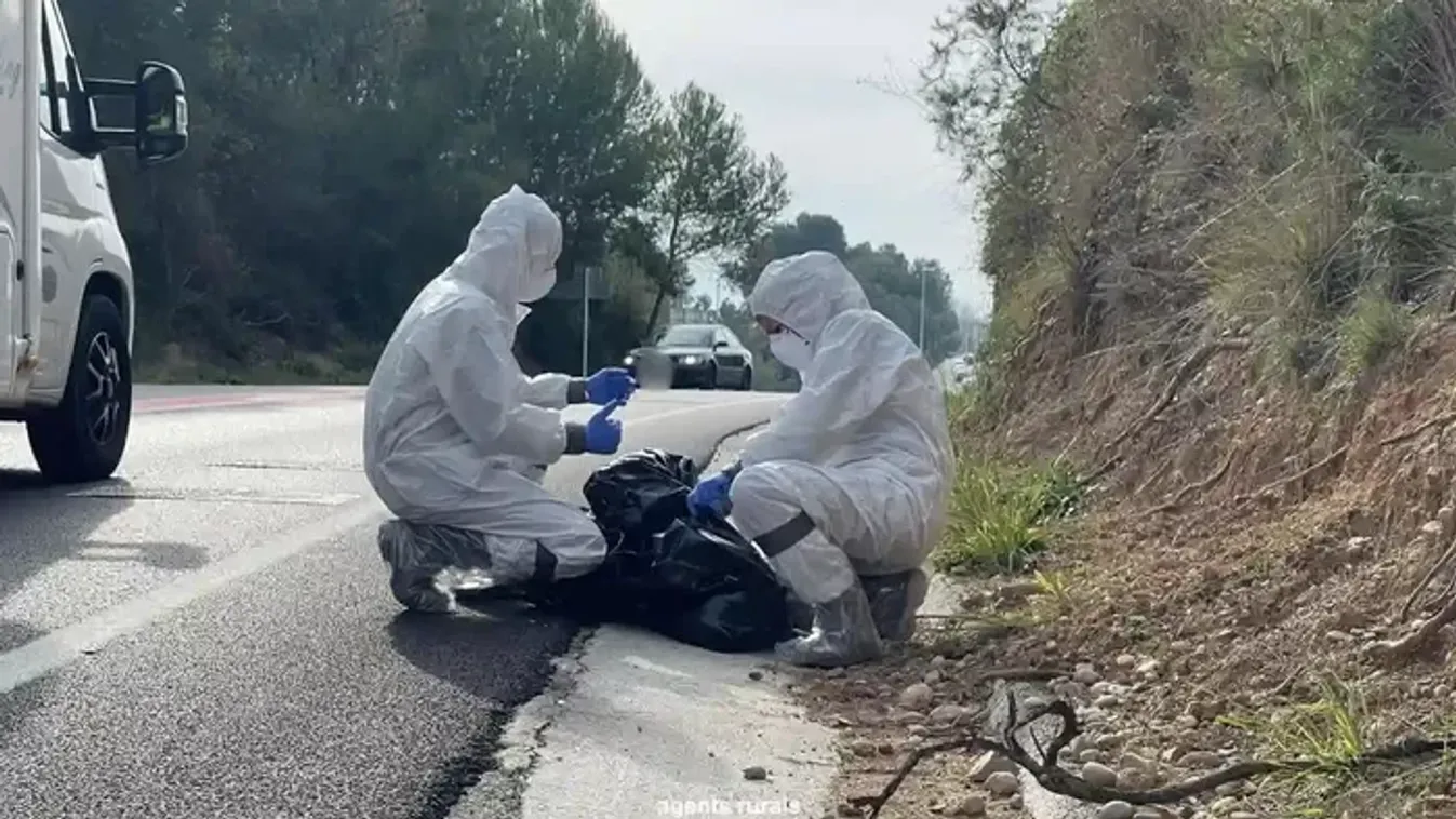 Spanyolország beveti a hadsereget a sertéspestis ellen