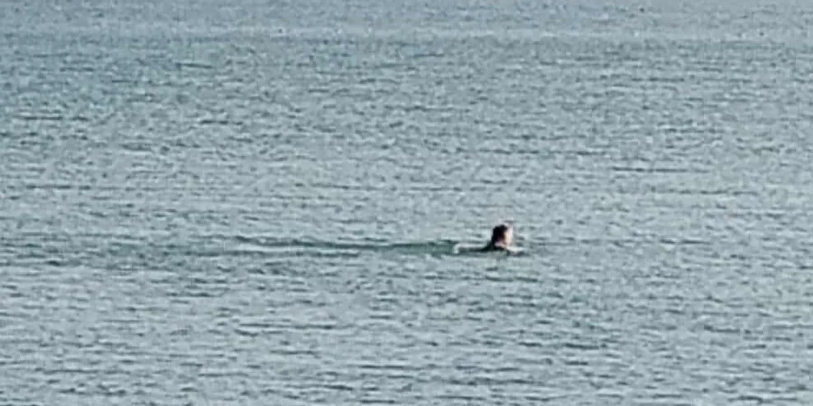 Balatonban csobbant, most róla beszél fél Zamárdi