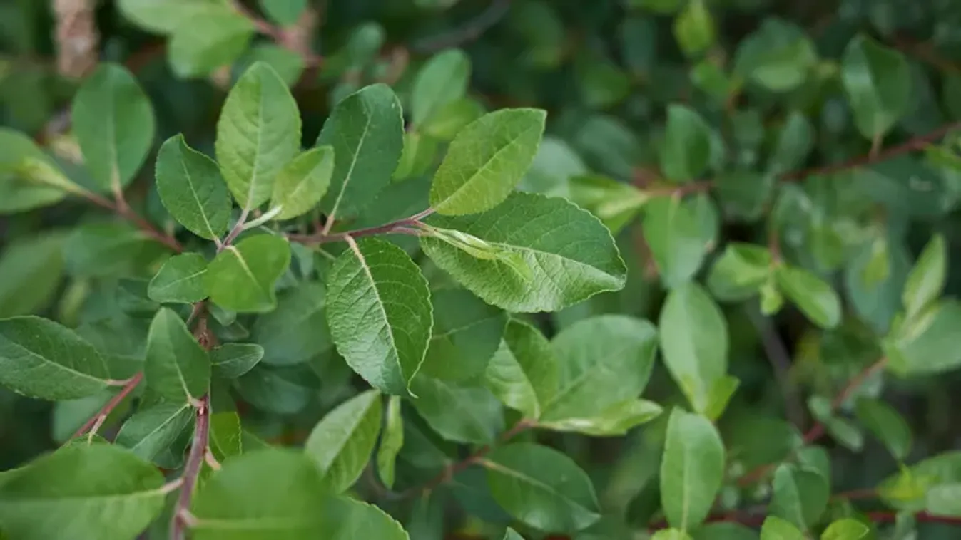 Mutatjuk 2026 legszebb fáit - a kecskefűz lett a befutó