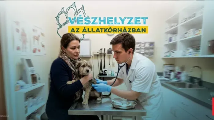 Vészhelyzet az állatkórházban, megszólalt a magyar orvos