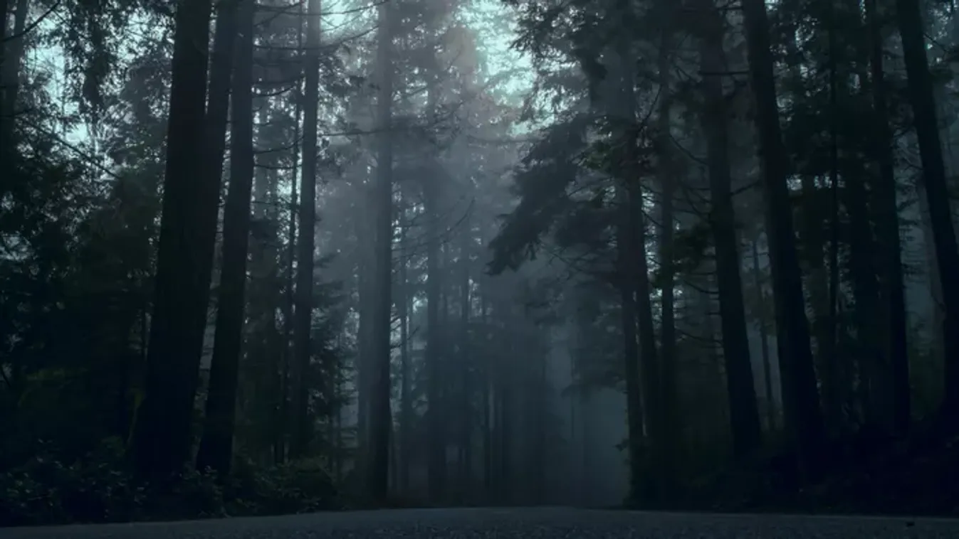 Erdész mentette meg a diák életét Jánoshalmán