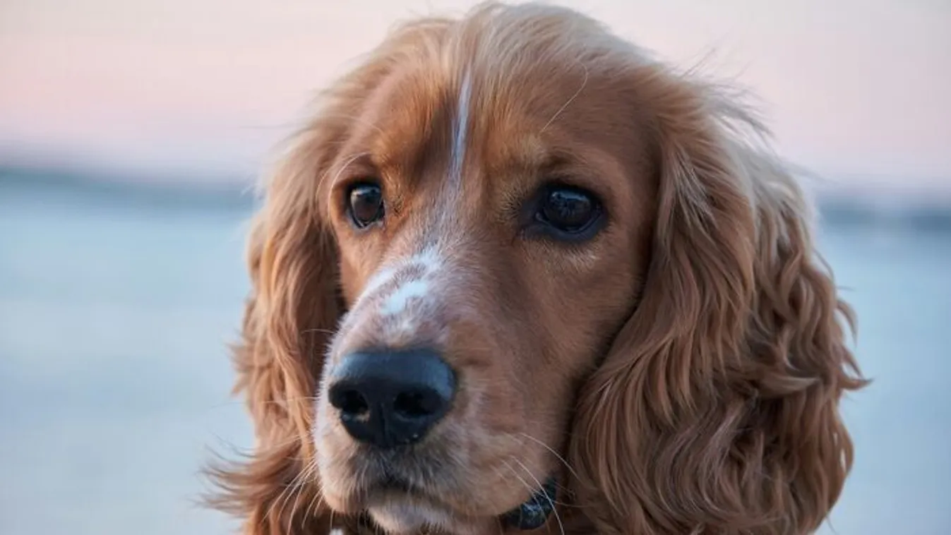 Felháborította az embereket a Tisza kisállatadójának terve