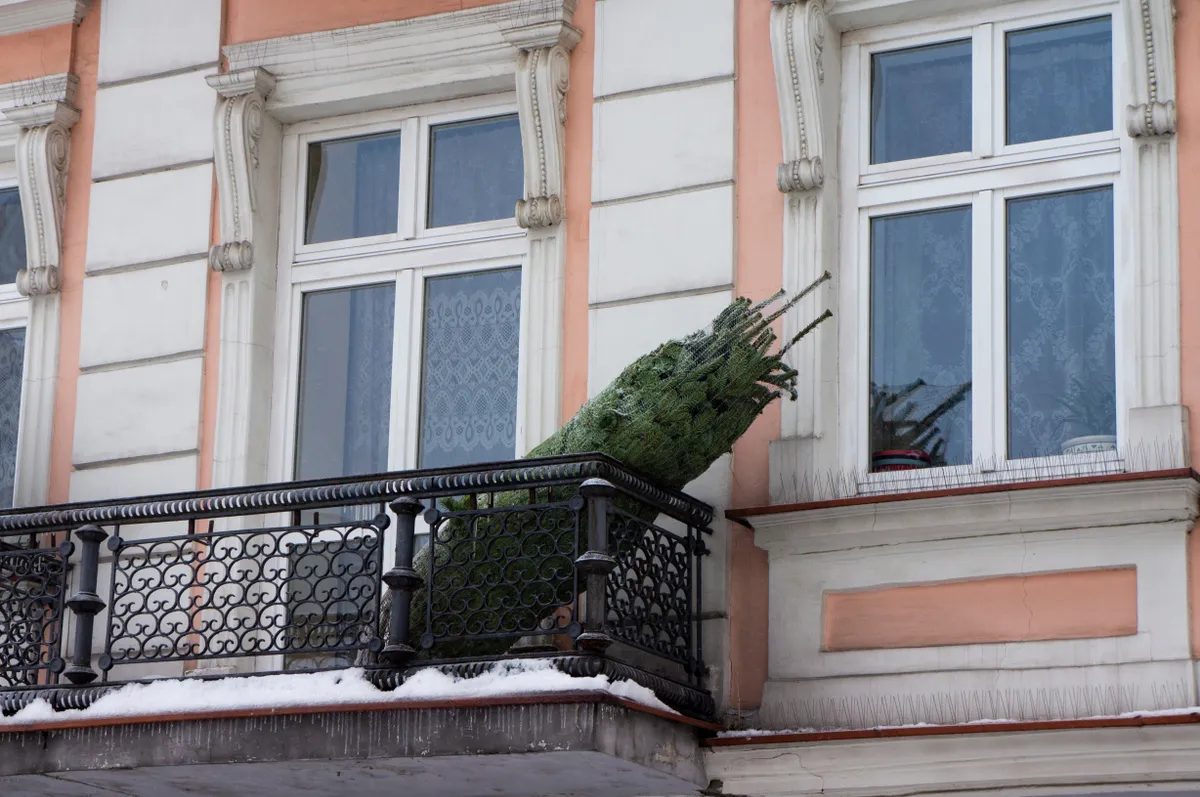 A fenyőfa tárolása döntő abban, hogy mennyi tűlevél hullik le. 