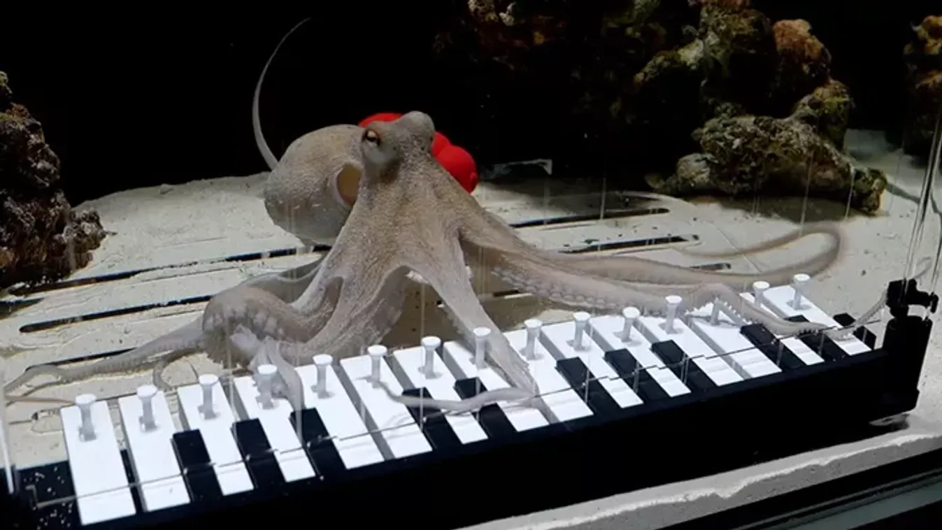 Megtanította zongorázni a házi polipját egy svéd zenész