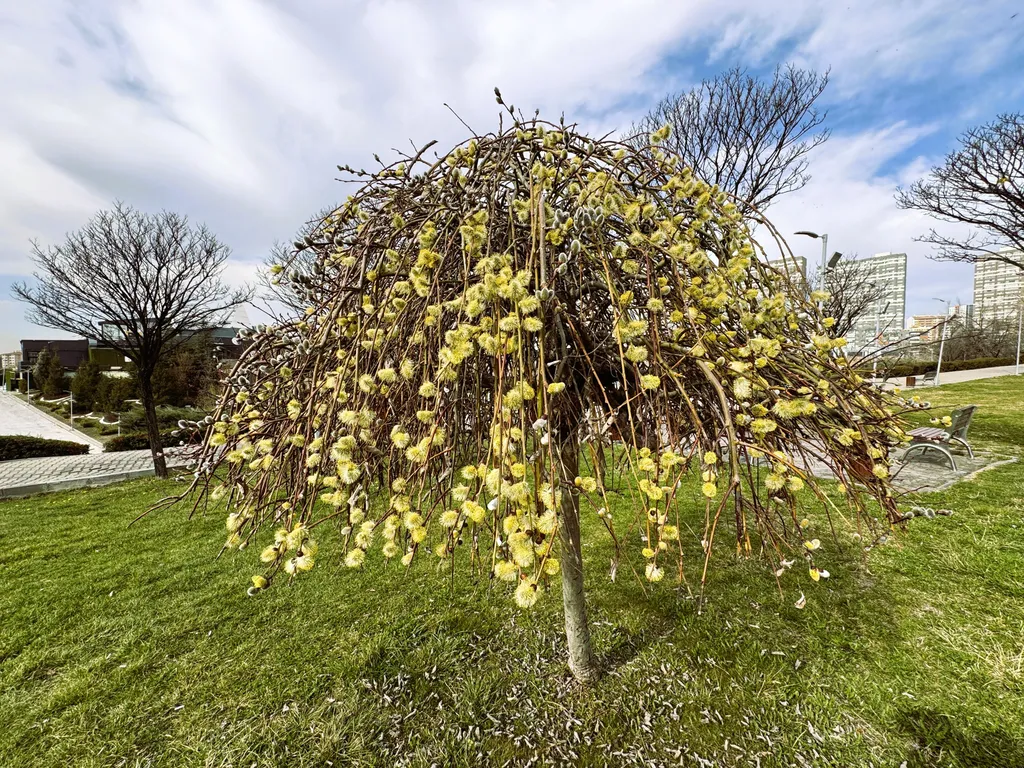 év fája
szomorú Kecskefűz