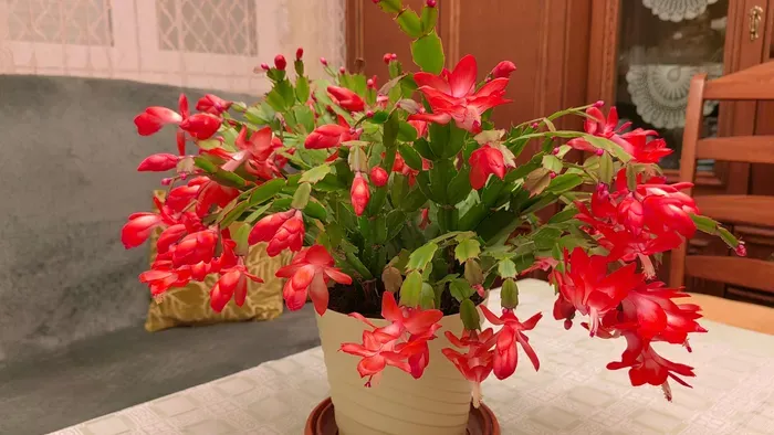 Nézz rá a karácsonyi kaktuszodra és azonnal cselekedj