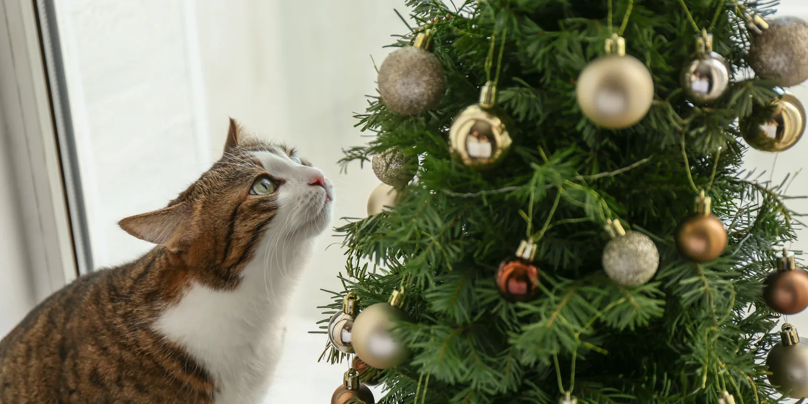 Macskások, figyelem: ezt soha ne tedd a karácsonyfával