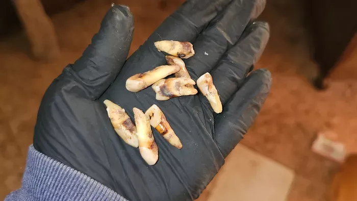 Skizofrén férfit segít Barbara: furcsa nyomokat talált nála