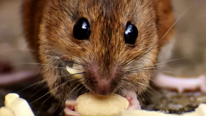 Patkánytanyában élt az abdai család, hemzsegtek a bestiák