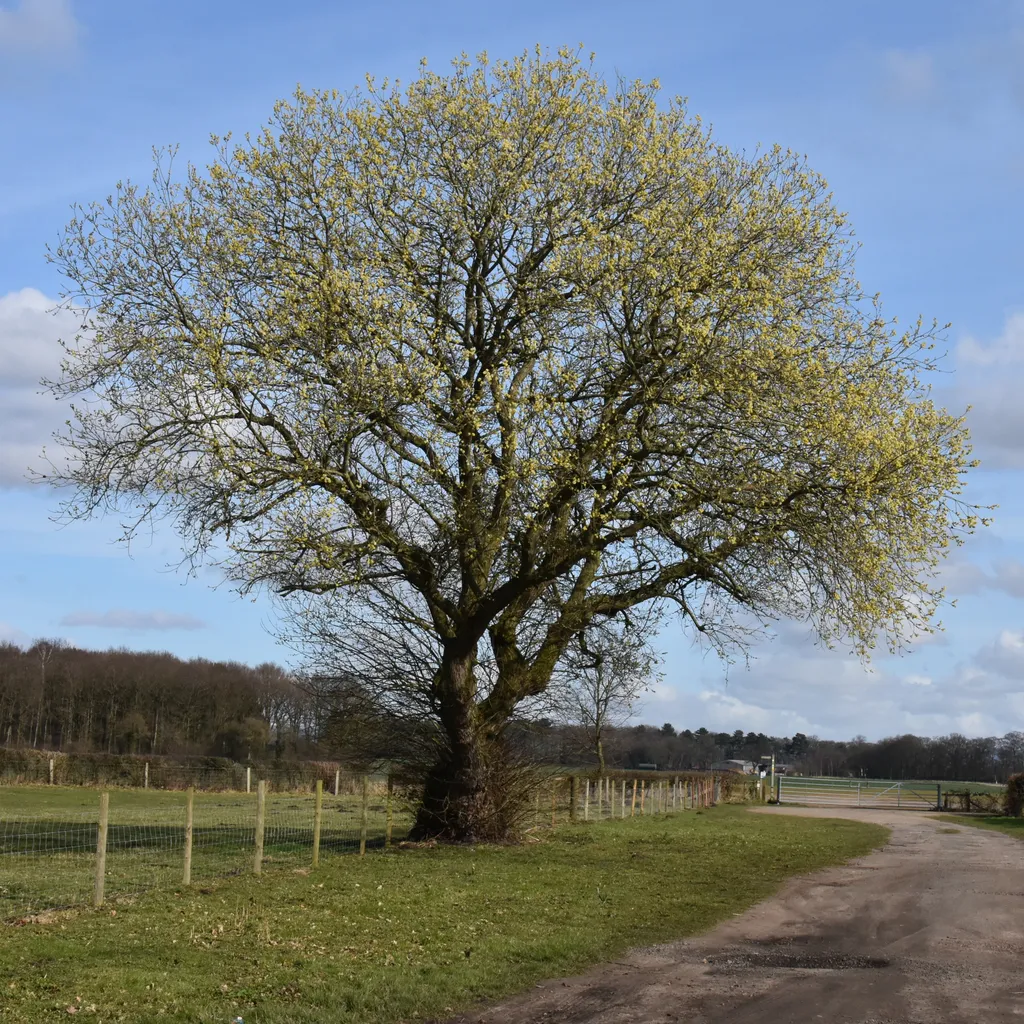 év fája
Kecskefűz