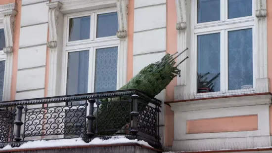 Így tárold a vágott fenyőt, hogy sokáig ne hulljon a levele