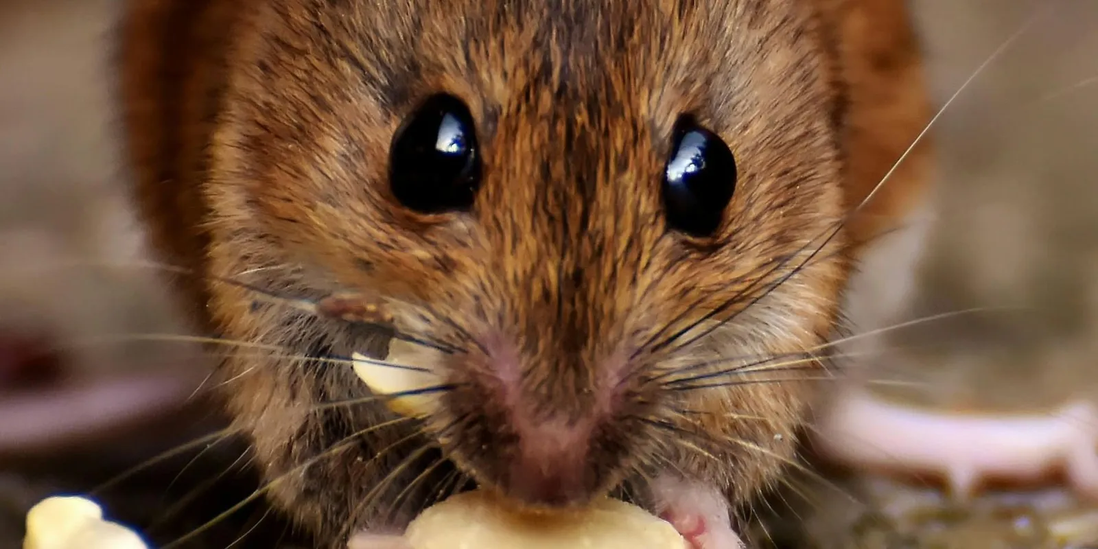 Patkánytanyában élt az abdai család, hemzsegtek a bestiák