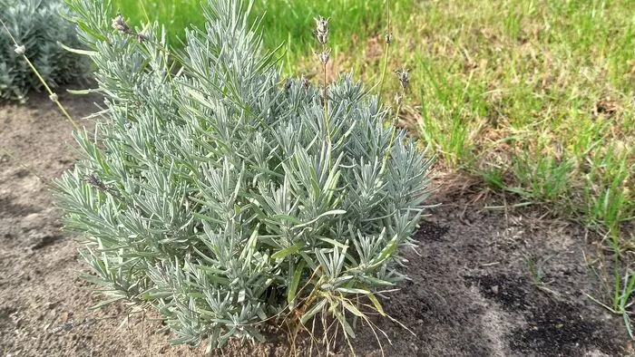 Most ásd fel a levendulát a kertedben és nem bánod meg