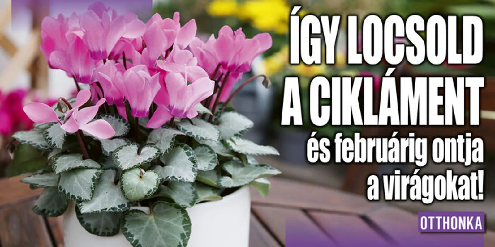 Így locsold a cikláment és februárig ontja a virágokat!
