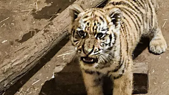 Drog és tigriskölyök: lecsapott a rendőrség Tiszafüreden - Videó