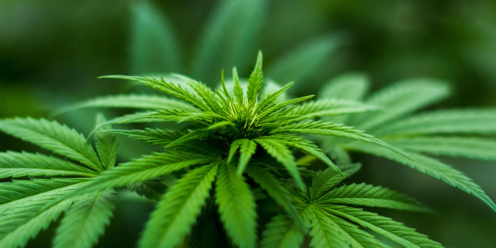 Kitálalt a kannabiszról a szakértő, így hat a fiatalokra