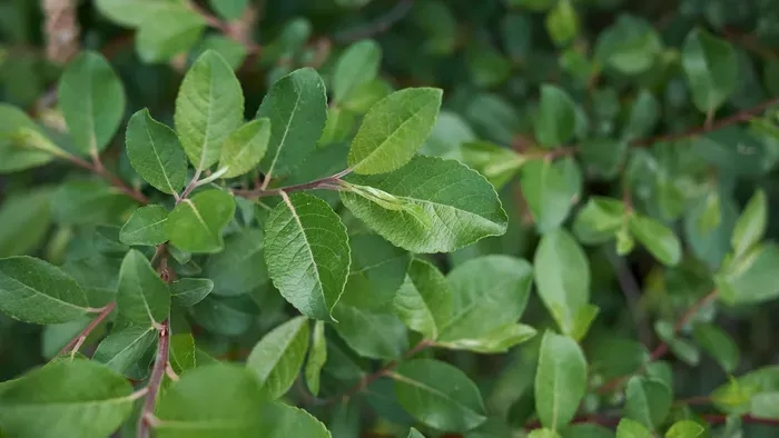 Mutatjuk 2026 legszebb fáit - a kecskefűz lett a befutó