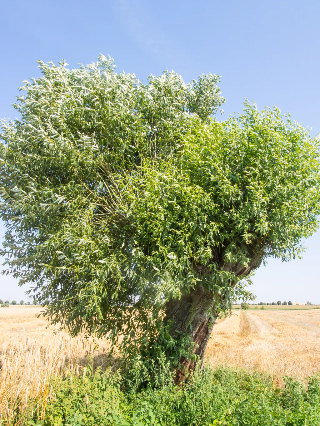 év fája
Kecskefűz