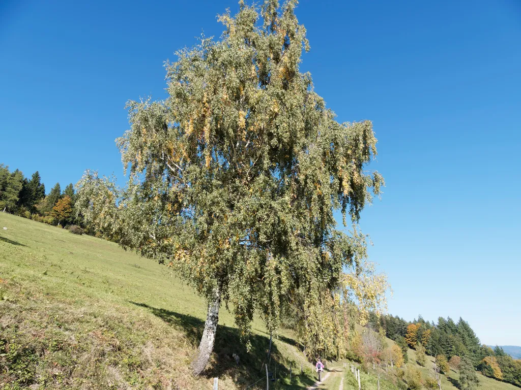 év fája
rezgő nyárfa