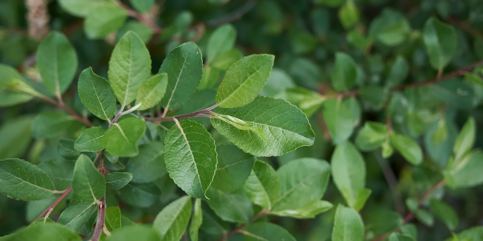 Mutatjuk 2026 legszebb fáit - a kecskefűz lett a befutó