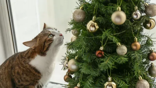 Macskások, figyelem: ezt soha ne tedd a karácsonyfával